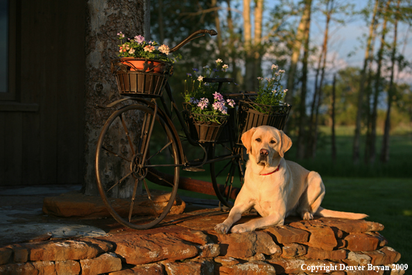 Yellow Labrador Retriever by old bike