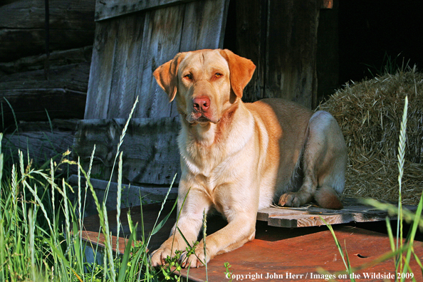 Yellow Labrador Retriever in field