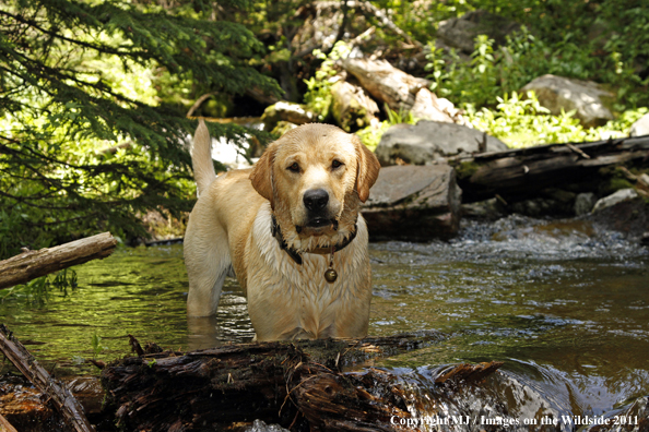 Yellow Labrador Retriever.