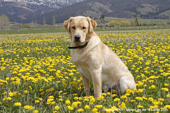 Yellow Labrador Retriever.