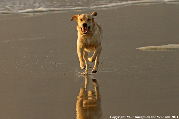 Yellow Labrador Retriever.
