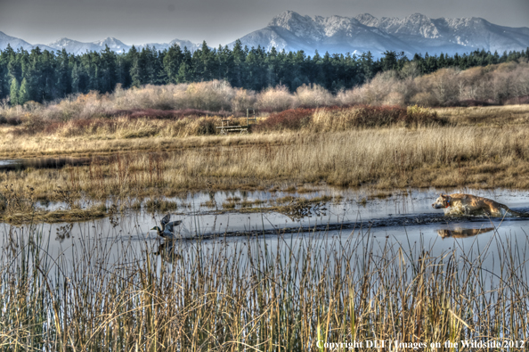 Yellow Labrador Retriever pursuing waterfowl. 