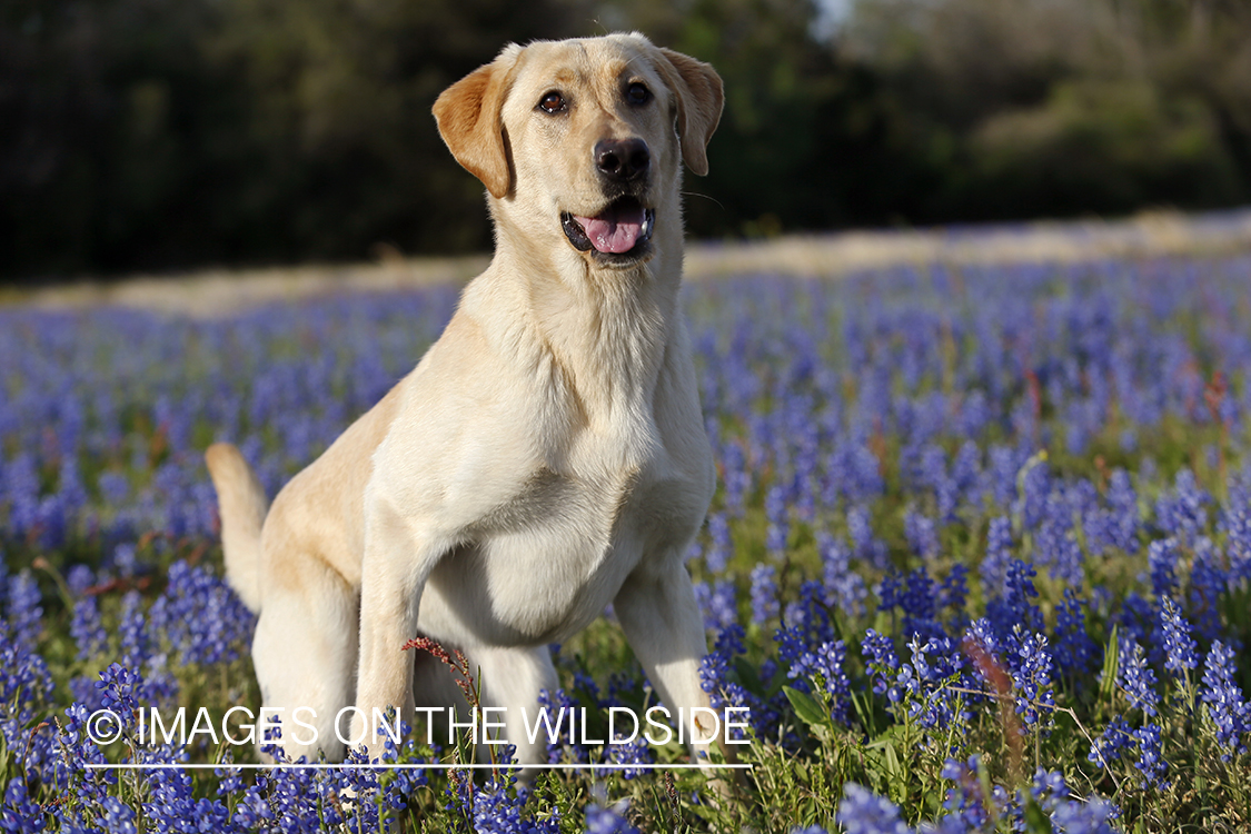 Yellow Labrador Retriever in field of wildflowers.