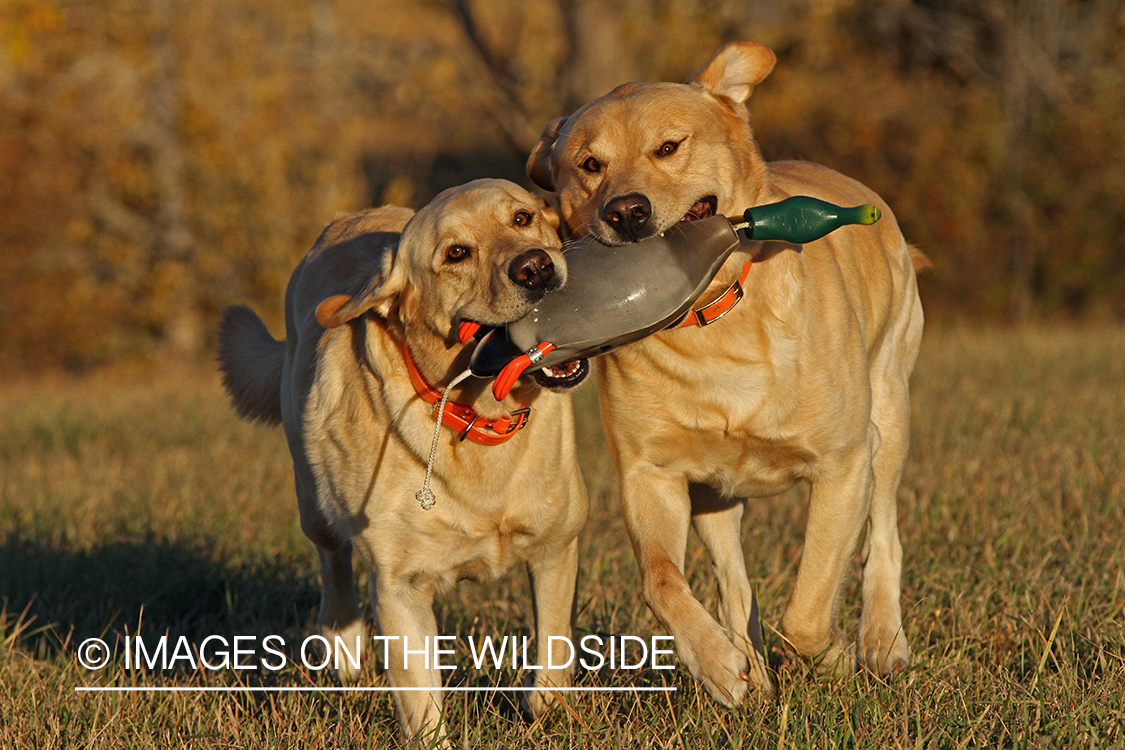 Yellow Labrador Retrievers playing with a training toy.