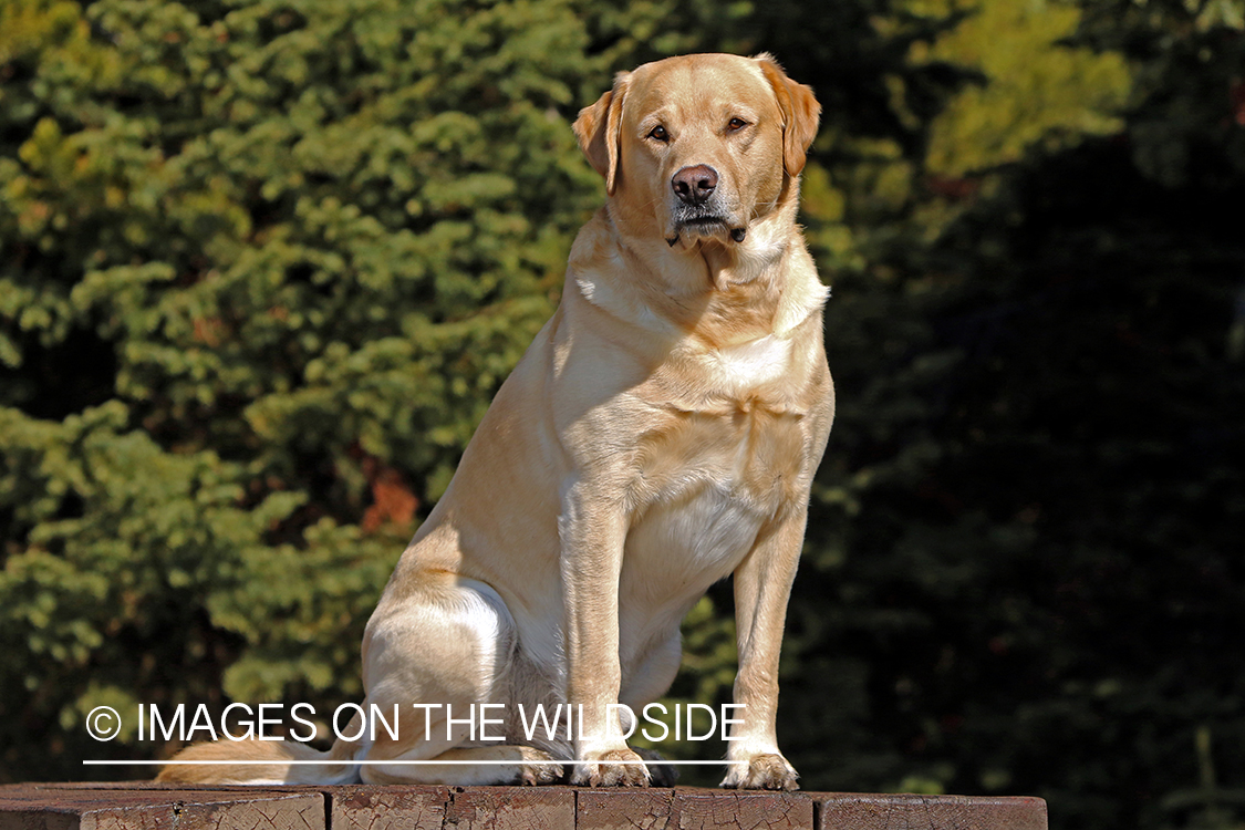 Yellow lab on bench.