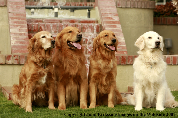Golden Retrievers 