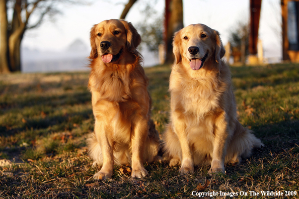 Golden Retrievers
