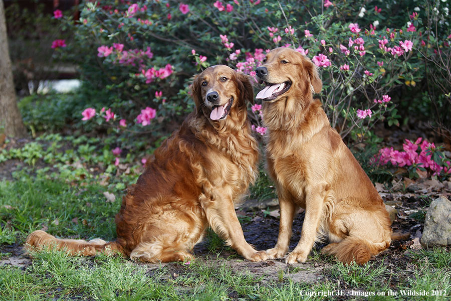 Golden Retrievers
