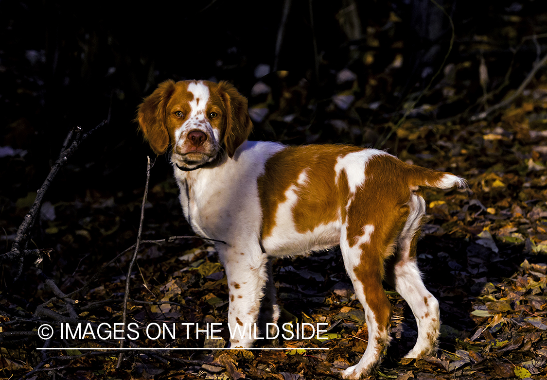 Brittany Spaniel Puppy