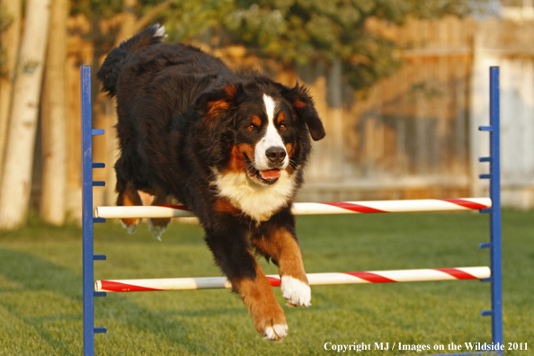Bernese Mountain Dog running agility course. 