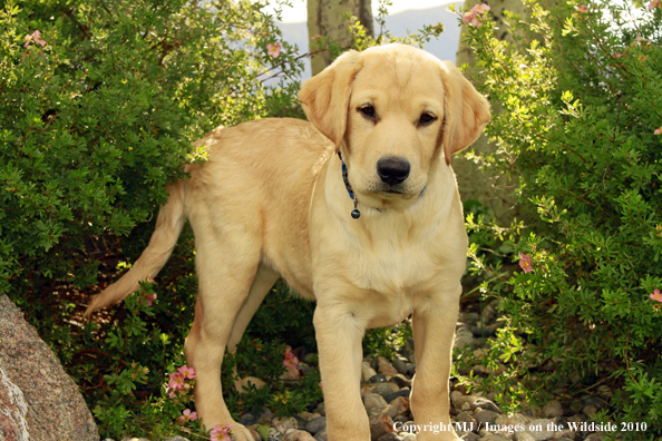 Yellow Labrador Retriever Puppy