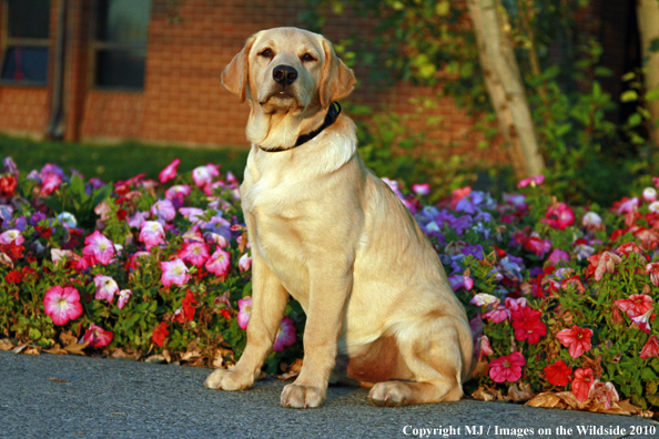 Yellow Labrador Retriever Puppy