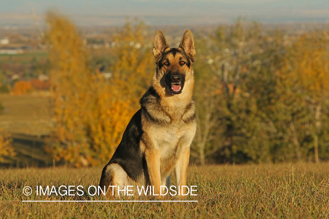German Shepherd in grass.