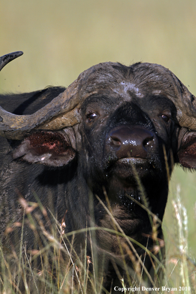 Cape buffalo bull.