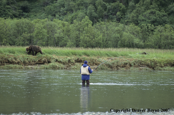 Flyfisherman fishing while brown bear walks riverbank.