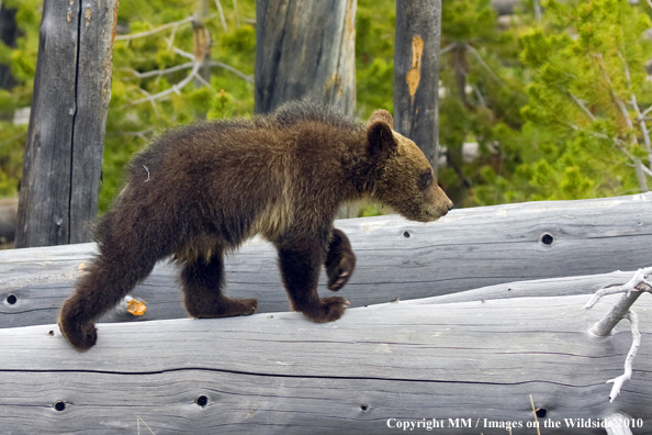Grizzly Bear cub in habitat