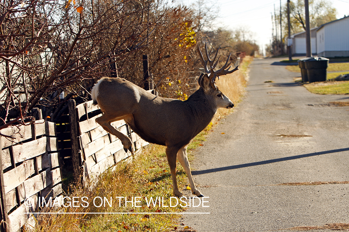 Mule deer in urban setting