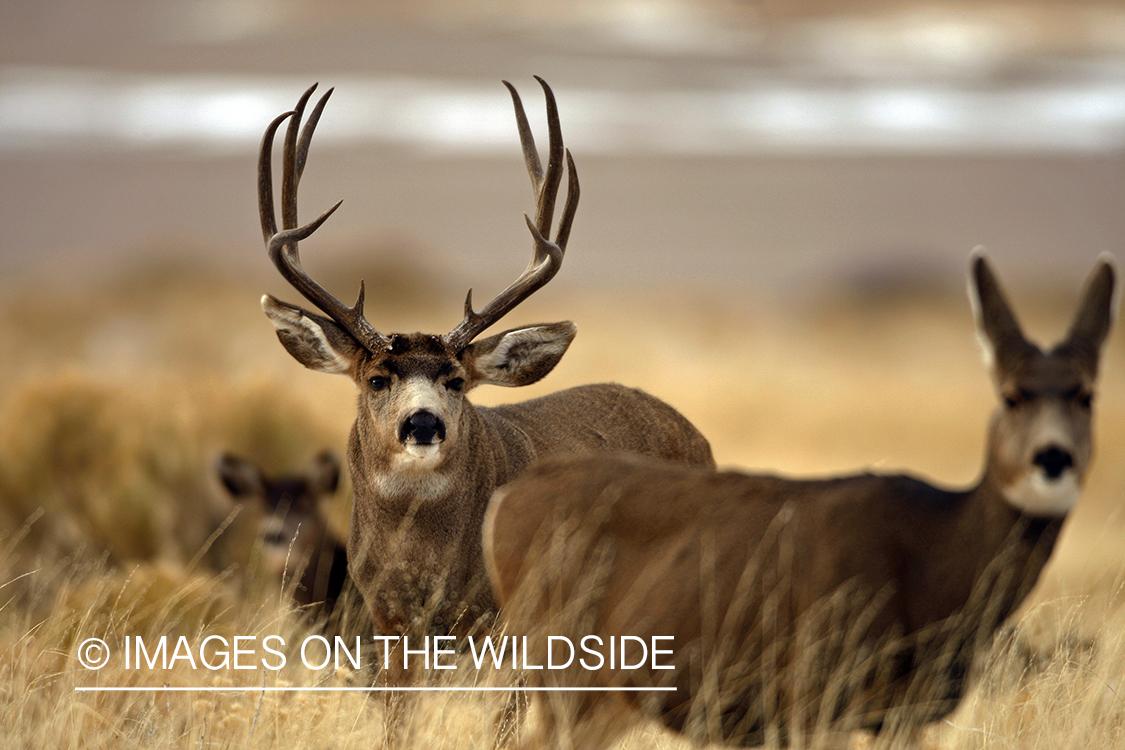 Mule deer 