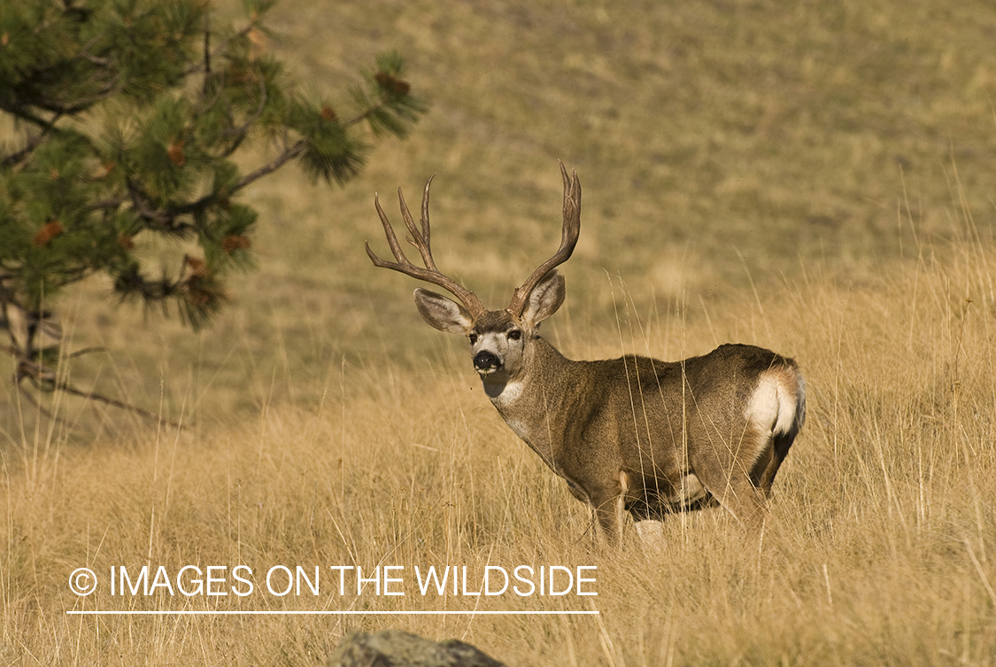 Mule deer 