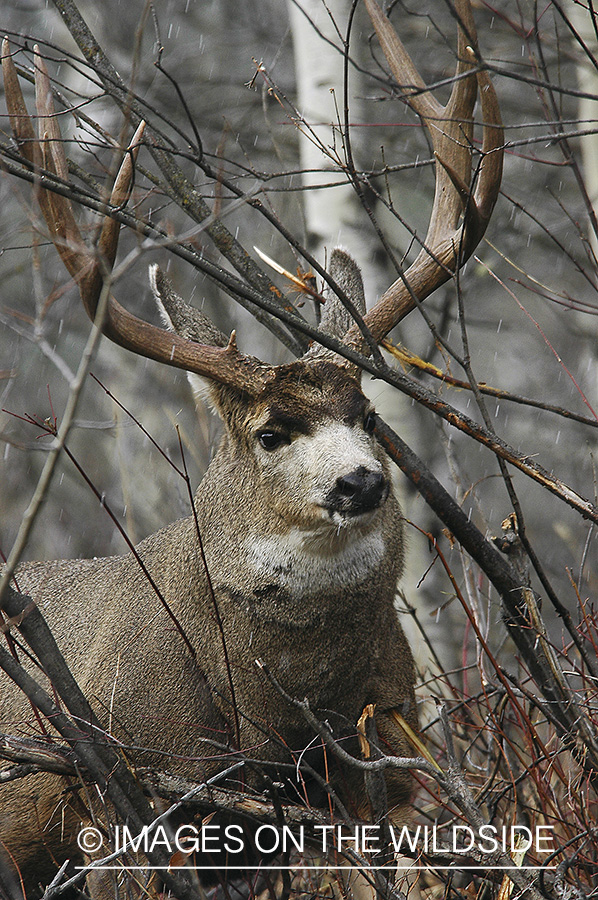 Mule deer 