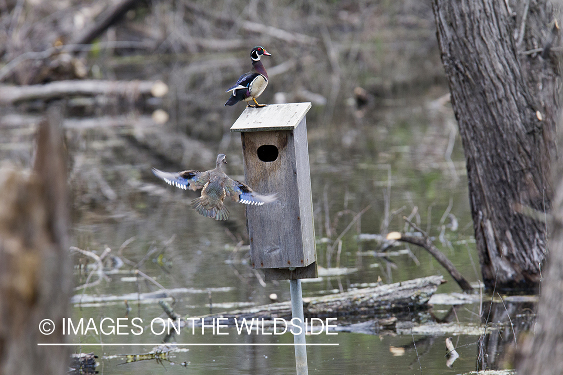 Wood ducks with nest box in habitat.