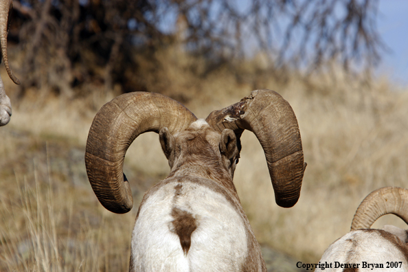 Rocky Mountain Big Horn Sheep with damaged horn