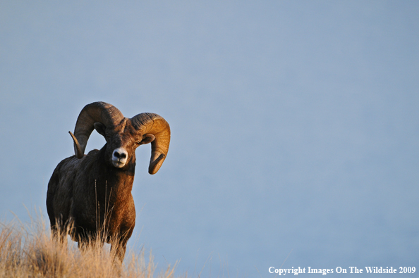 Rocky Mountain Bighorn Sheep