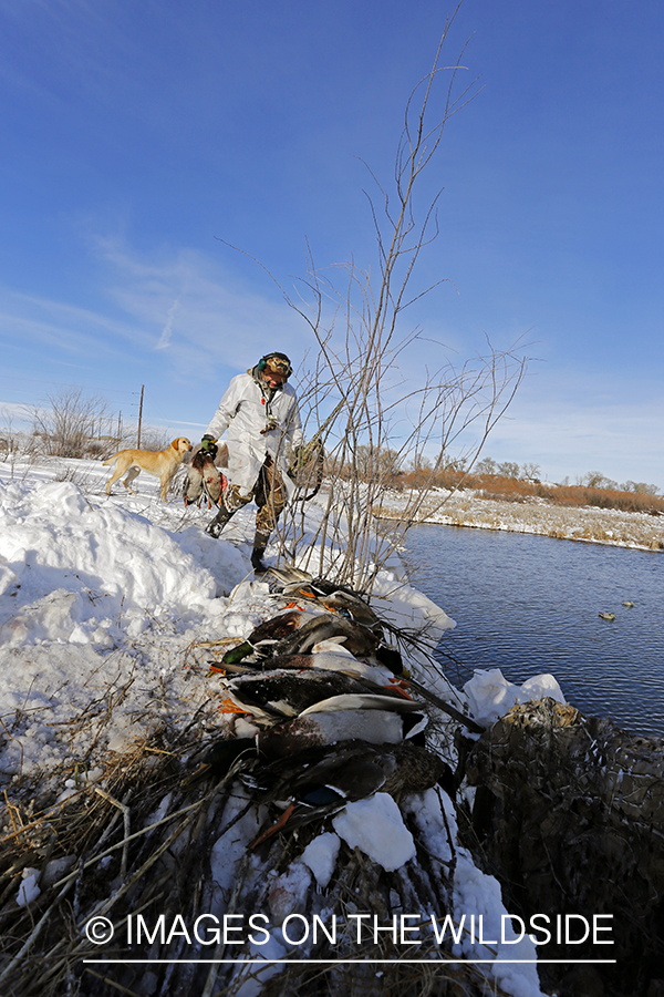 Waterfowl hunter in blind with bagged mallards.
