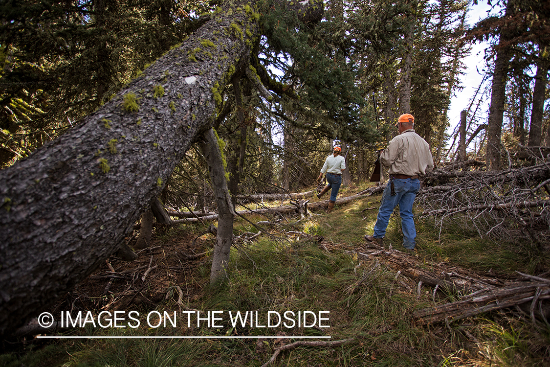 Upland game bird hunters in field hunting Dusky (mountain) grouse.