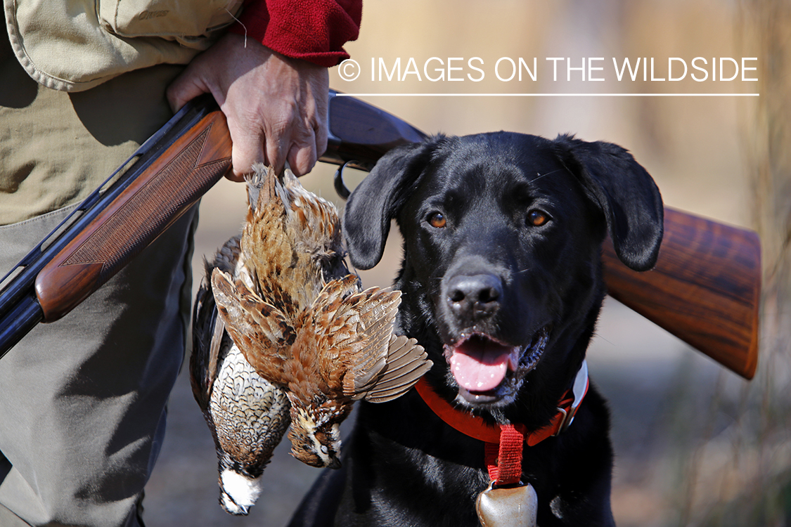 Black lab with hunter and bagged bobwhite quail.