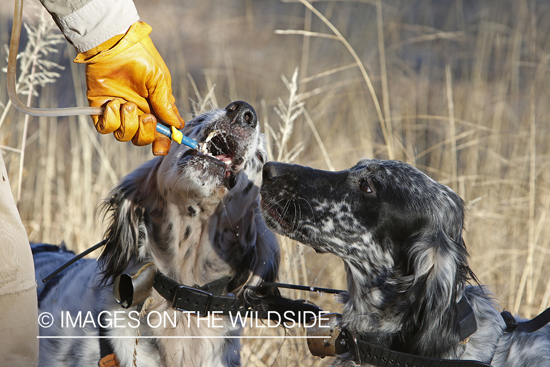Upland game bird hunter with English Setters in field.