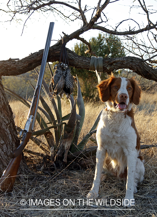 Brittany Spaniel with bagged Mearns quail and shotgun.