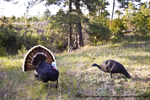 (Merriam's) Turkey with decoy