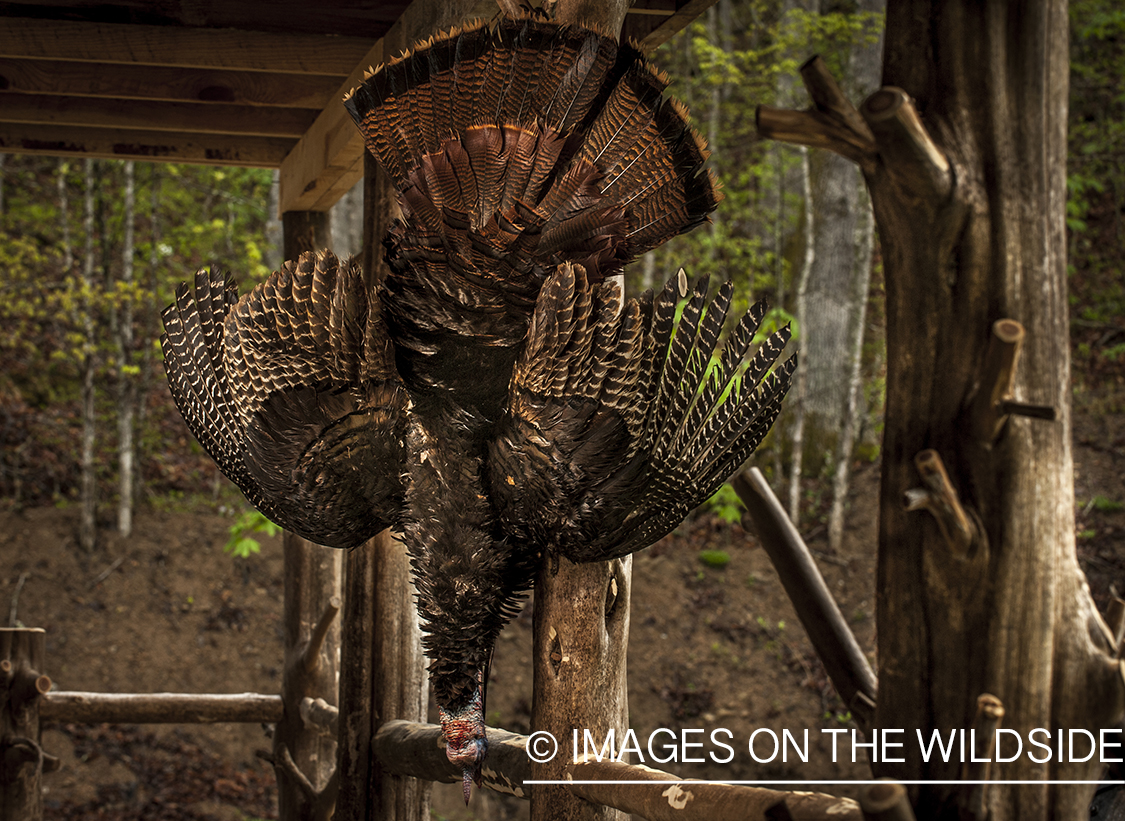 Turkey bagged and hanging.