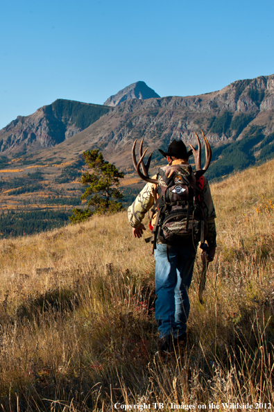 Big game hunter packing out mule deer. 