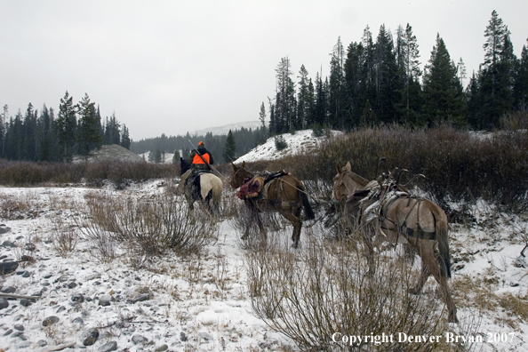 Elk hunt packstring in mountains
