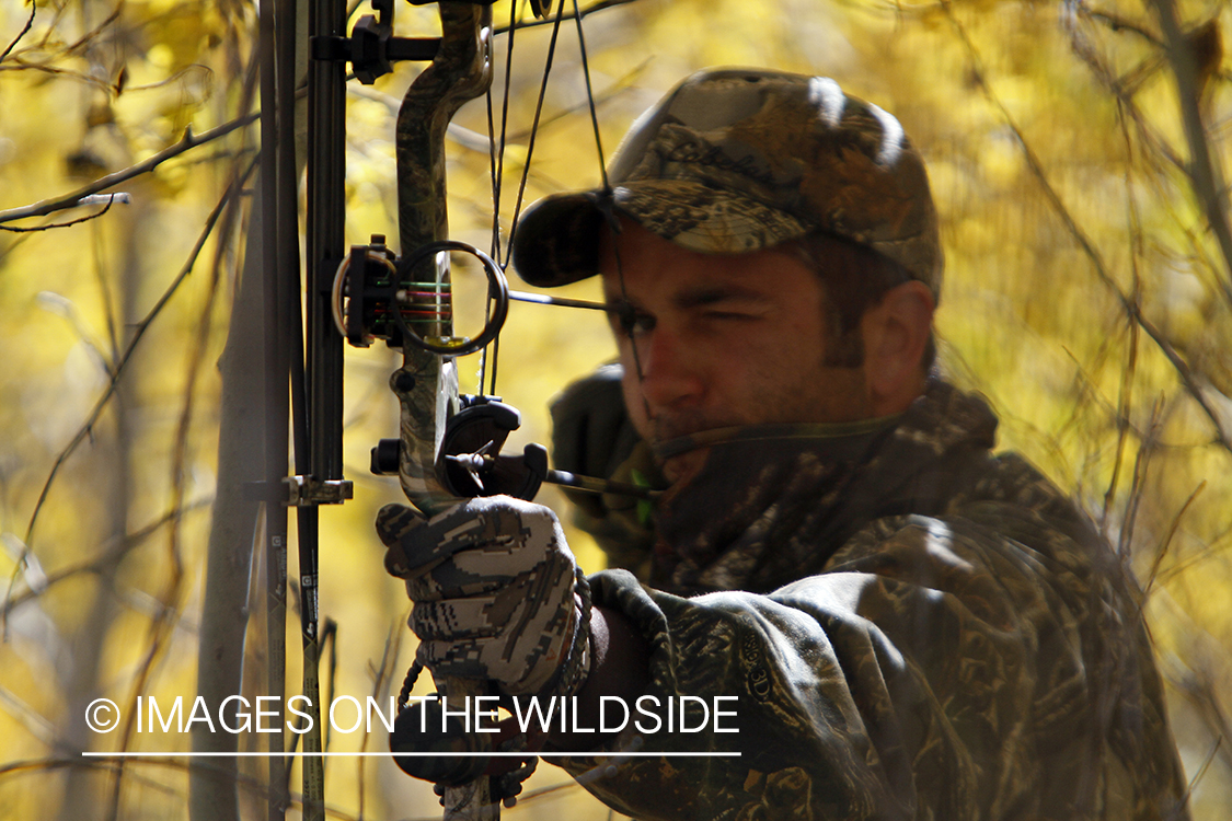Bowhunter taking aim at rocky mountain elk.