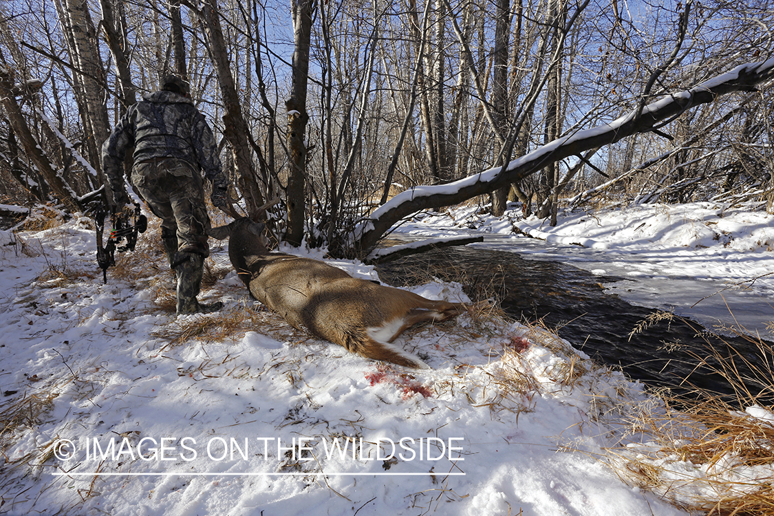 Bowhunter dragging downed white-tailed buck.