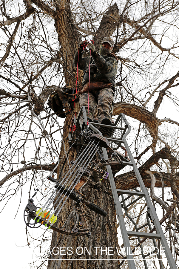 Bowhunter ascending into tree stand.