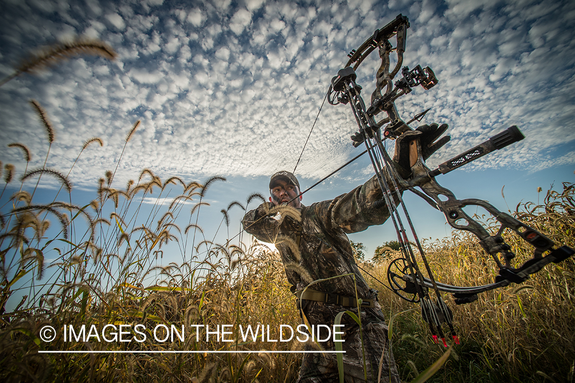 Bow hunter in field aiming at game.
