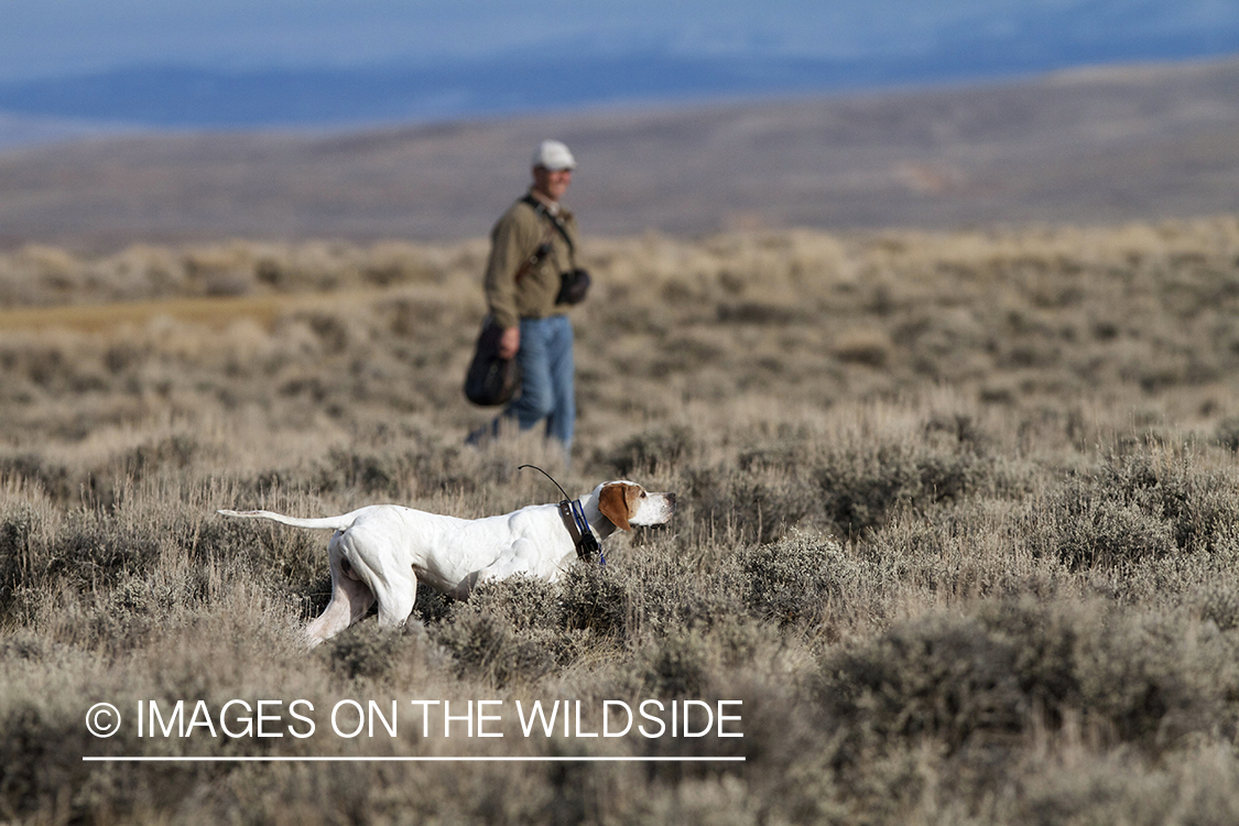 Falconer in field with English Pointer on point.