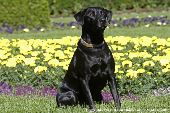 Black Labrador Retriever in yard