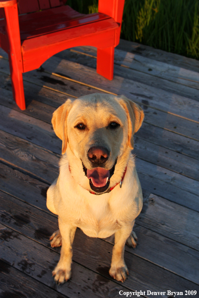 Yellow Labrador Retriever 