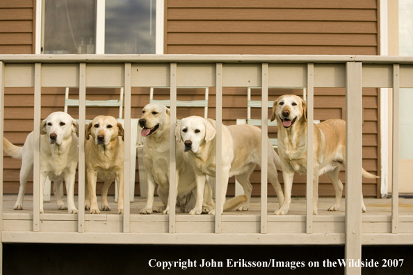 Yellow Labrador Retrievers