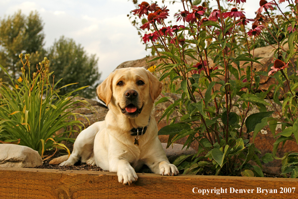 Yellow Labrador Retriever