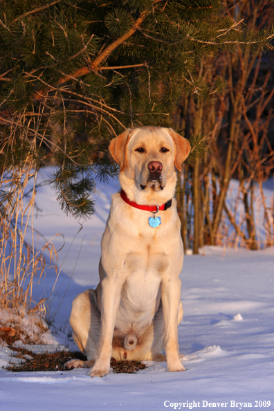 Yellow labrador retriever