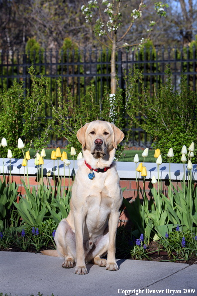 Yellow Labrador Retriever by flowers