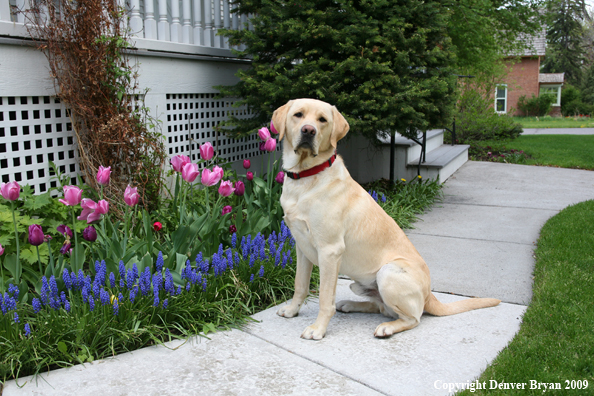 Yellow Labrador Retriever by flowers