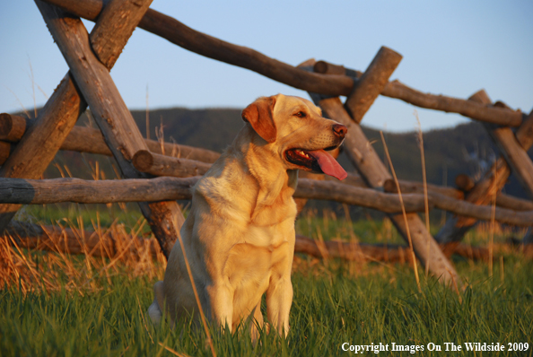 Yellow Labrador Retriever