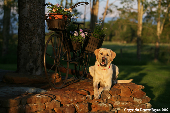 Yellow Labrador Retriever by old bike